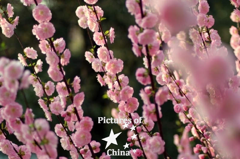 Photo no 8