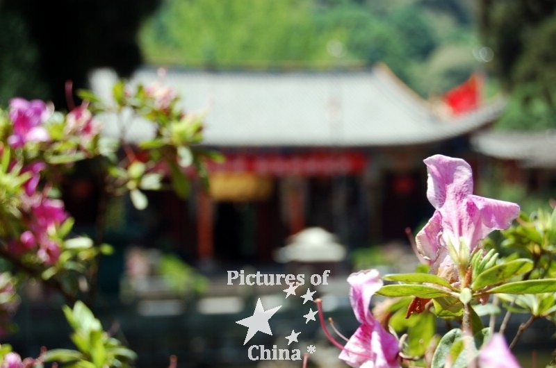 Flower in a temple