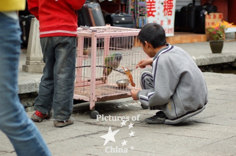 The kid and the parrot