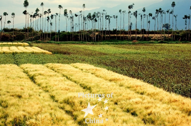 Palms and corns