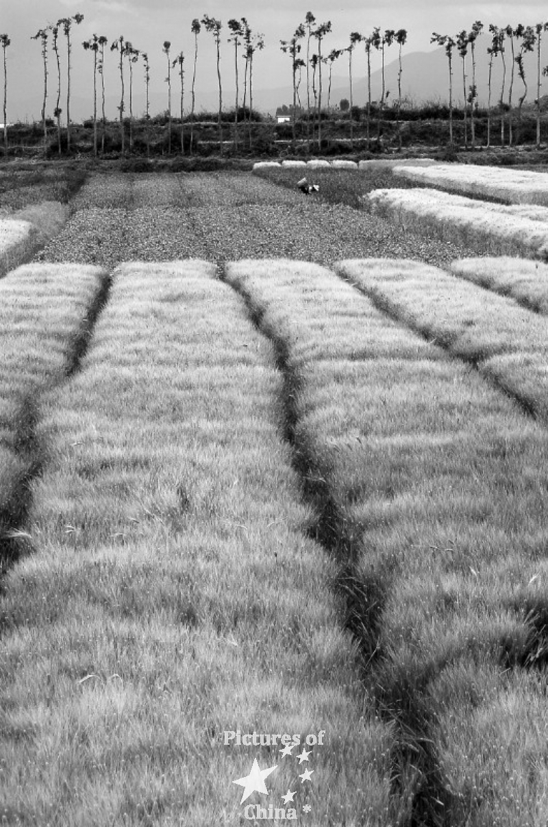 Corn fields