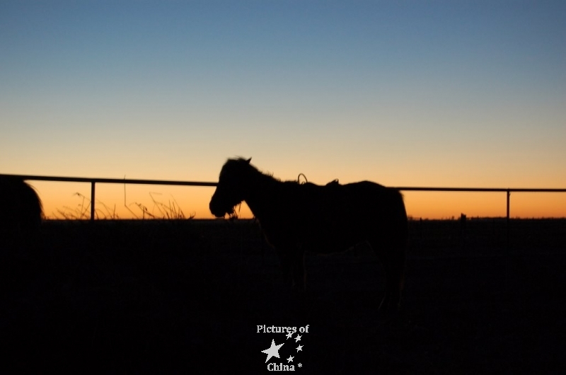 Horse in Mongolia