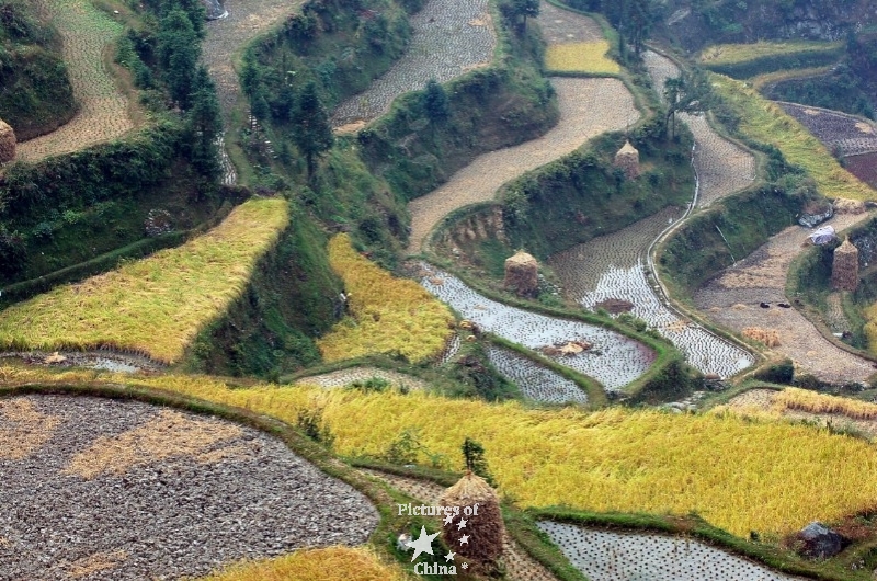 Rice paddles