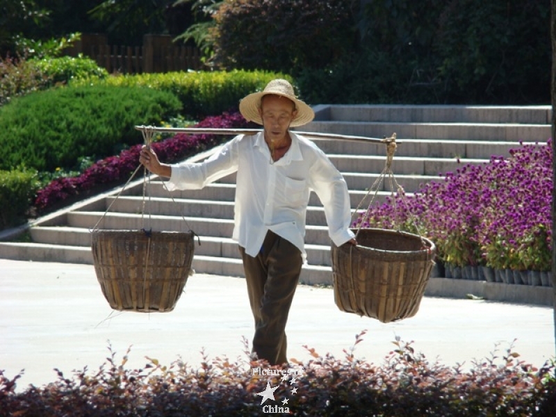 carrier of chestnut (Mulan nearby Wuhan)