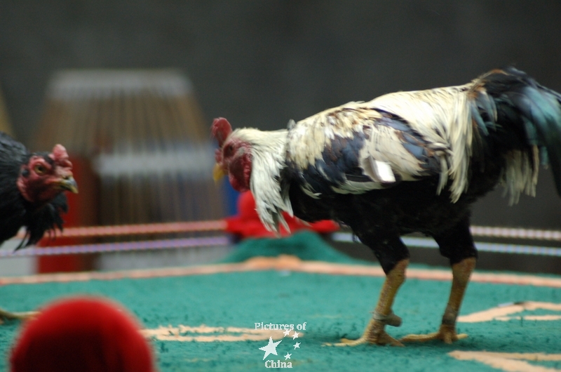 Rooster on a ring