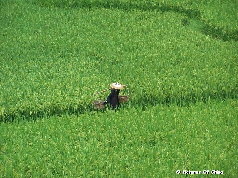 Rice field