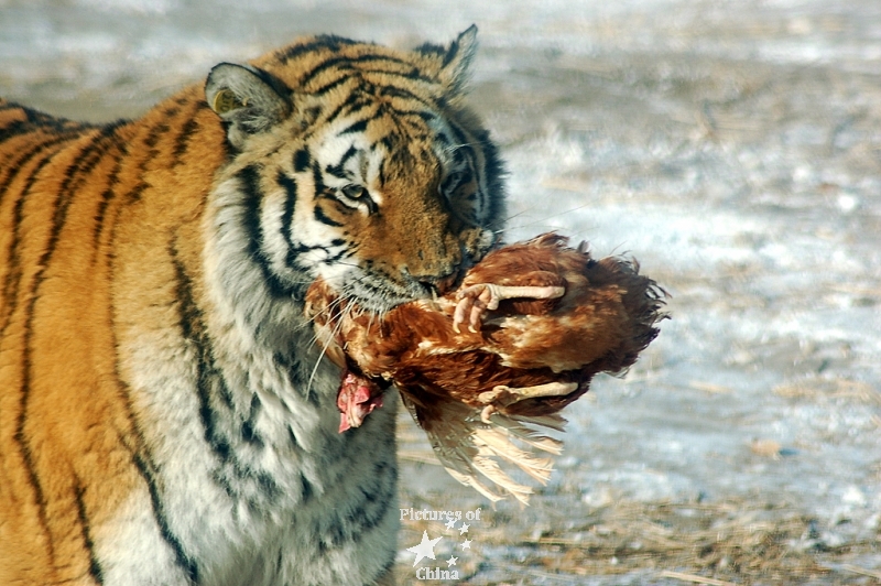 Siberian tigers in Harbin