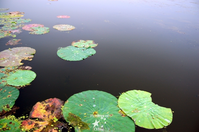 Lotus flowers