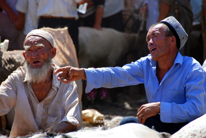 Sheep merchants