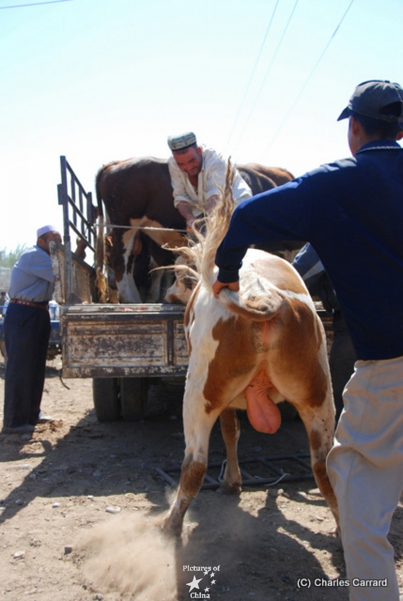 Cattle market