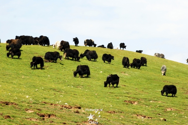 Herd of yaks