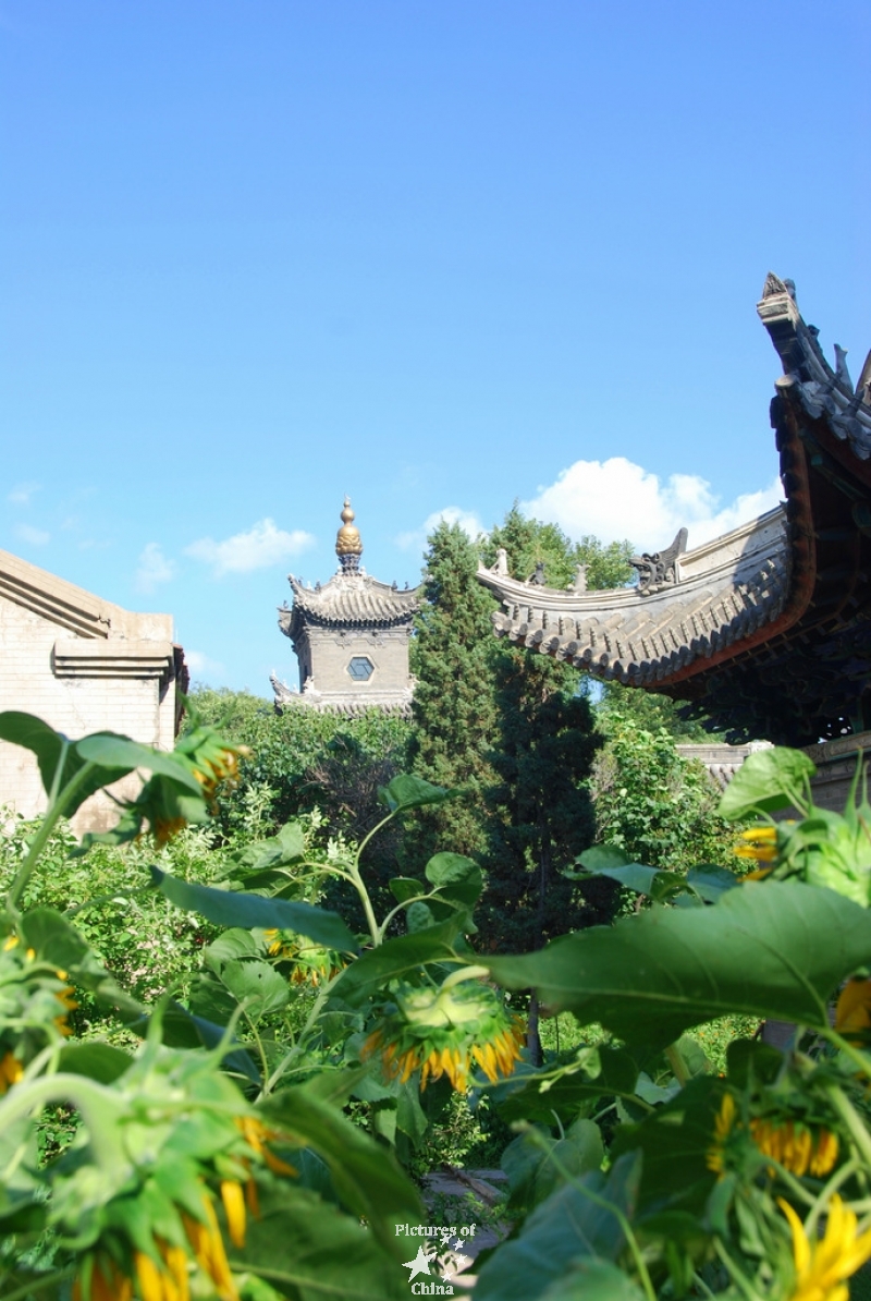 Sunflowers in the garden of the mosque