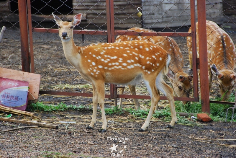 Bambi in China