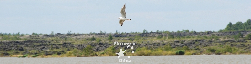 Seagul above the lake