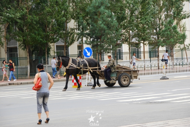 Riding a horse in the city