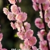 Japan Tree with flowers