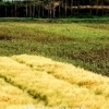 Palms and corns, Dali (Yunnan)