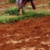 Curved in the fields, Dali (Yunnan)