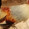 Rooster