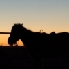 Horse in Mongolia