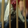 Rooster in a cage