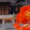 Temple and flowers