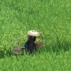 Rice field