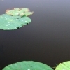 Lotus flowers, Baiyangdian (Hebei)