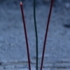 Incense sticks