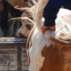 Cattle market, Kashgar (Xinjiang)