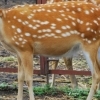Bambi in China, Wudalianchi (Heilongjiang)