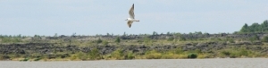 Seagul above the lake