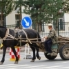 Riding a horse in the city