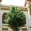 Mosque, Harbin (Heilongjiang)